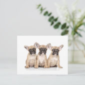 Carte Postale Petits Bulldogs français (Debout devant)