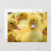 Carte Postale Petits canards (Devant / Derrière)