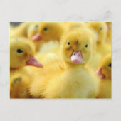 Carte Postale Petits canards (Devant)