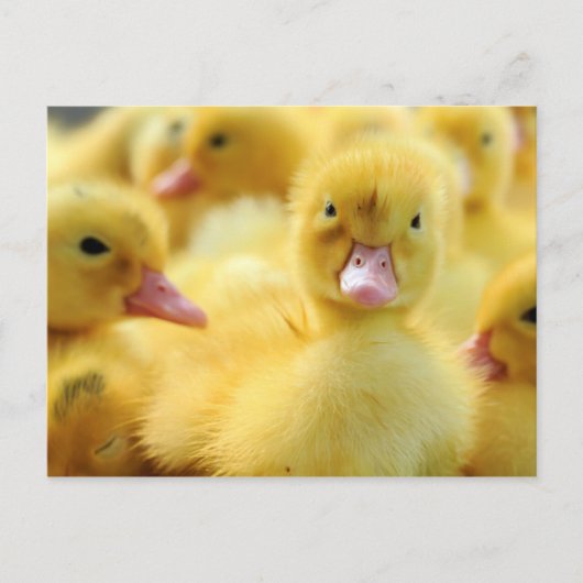 Carte Postale Petits canards (Devant)