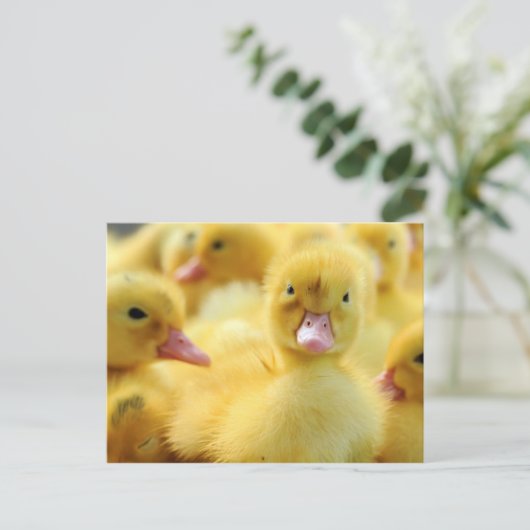 Carte Postale Petits canards (Debout devant)