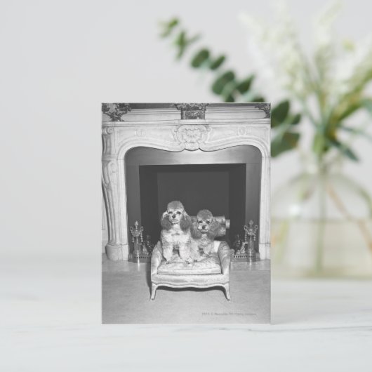 Carte Postale Petits canicules assis devant la cheminée (Debout devant)