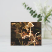 Carte Postale Petits champignons (Debout devant)