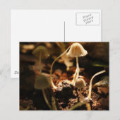 Carte Postale Petits champignons (Devant / Derrière)