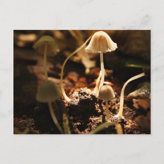Carte Postale Petits champignons (Devant)