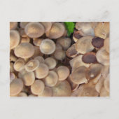 Carte Postale Petits champignons (Devant)