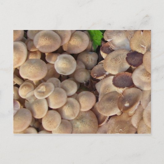 Carte Postale Petits champignons (Devant)