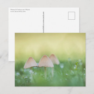 Carte Postale Petits champignons Photo nature