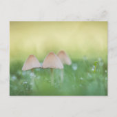 Carte Postale Petits champignons Photo nature (Devant)