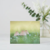 Carte Postale Petits champignons Photo nature (Debout devant)
