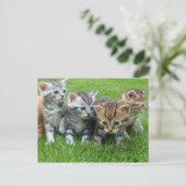 Carte Postale Petits chatons doux (Debout devant)