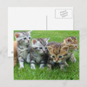 Carte Postale Petits chatons doux (Devant / Derrière)