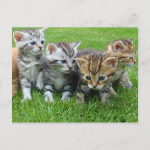 Carte Postale Petits chatons doux