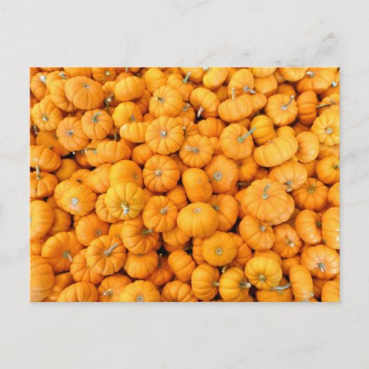 Carte Postale Petits Citrouilles de récolte de automne orange (Devant)