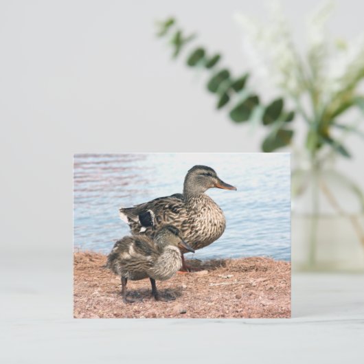 Carte Postale Petits colliers à l'étang (Debout devant)