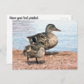 Carte Postale Petits colliers à l'étang (Devant / Derrière)