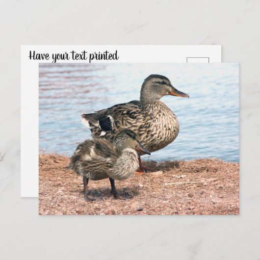 Carte Postale Petits colliers à l'étang (Devant / Derrière)