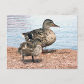 Carte Postale Petits colliers à l'étang (Devant)