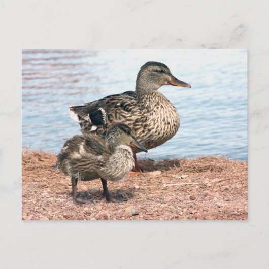 Carte Postale Petits colliers à l'étang (Devant)