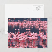 Carte Postale Petits Flamants roses (Phoeniconaias mineur), Afri (Devant / Derrière)