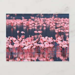 Carte Postale Petits Flamants roses (Phoeniconaias mineur), Afri