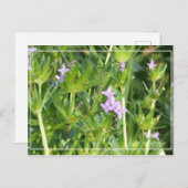 Carte Postale Petits Fleurs sauvages pourpres (Devant / Derrière)