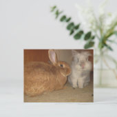 Carte Postale petits lapins (Debout devant)