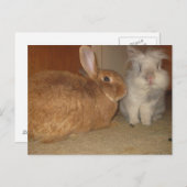 Carte Postale petits lapins (Devant / Derrière)