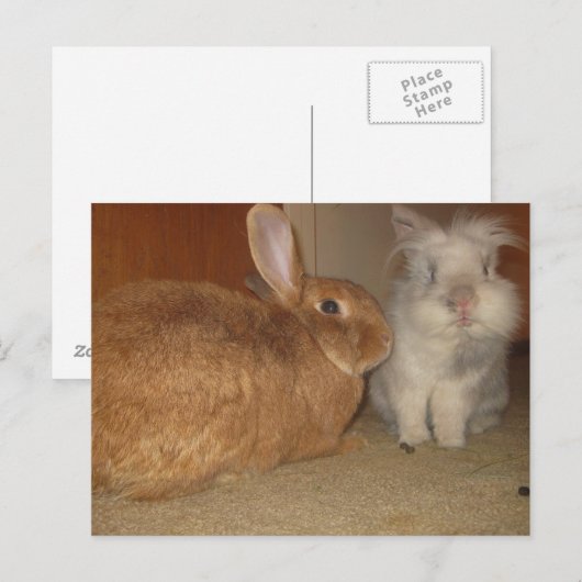 Carte Postale petits lapins (Devant / Derrière)
