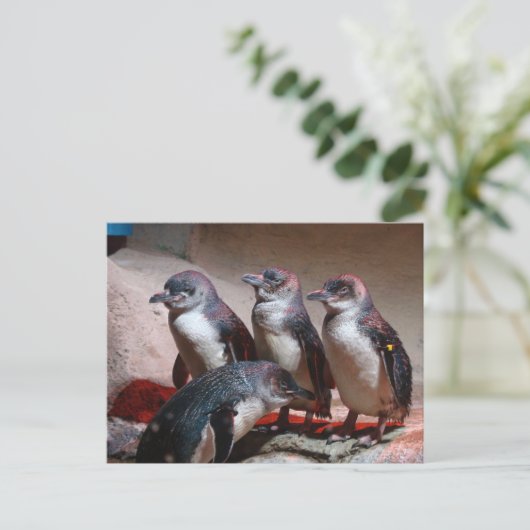 Carte Postale Petits Manchots bleus (Debout devant)