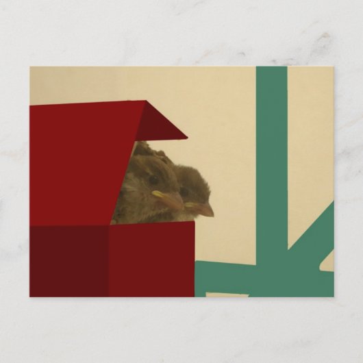 Carte Postale Petits oiseaux (Devant)