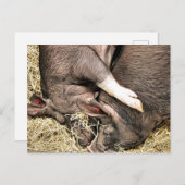 CARTE POSTALE PETITS PIÈCES FRAÎCHES (Devant / Derrière)