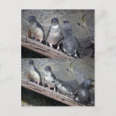 Carte Postale Petits pingouins bleu (Devant)