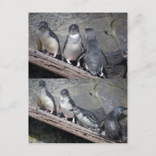 Carte Postale Petits pingouins bleus