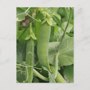 Carte Postale Petits pois d'été