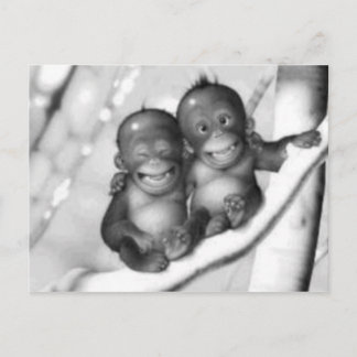 Carte Postale Petits singes