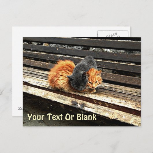 Carte Postale Petits sommes mignons (Devant / Derrière)