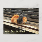 Carte Postale Petits sommes mignons (Devant)