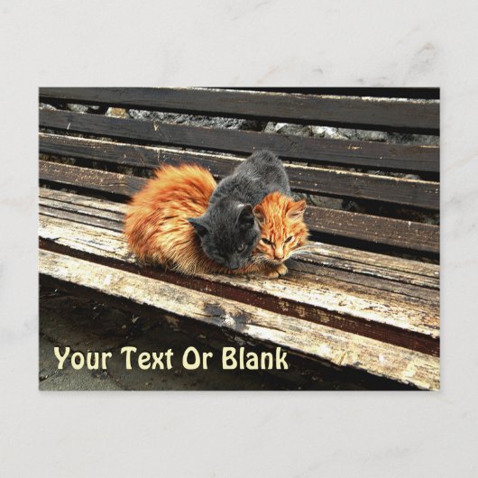 Carte Postale Petits sommes mignons (Devant)