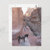 Carte postale Petra Donkey (Devant / Derrière)