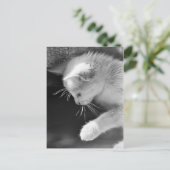 Carte Postale Petra Poisé (Debout devant)