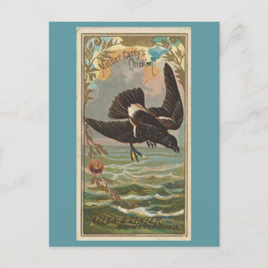 Carte Postale Pétrel tempête (Devant)