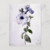 Carte Postale Petunia (Devant)