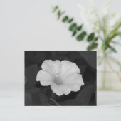 Carte Postale Petunia blanc (Debout devant)