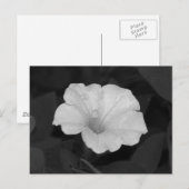 Carte Postale Petunia blanc (Devant / Derrière)