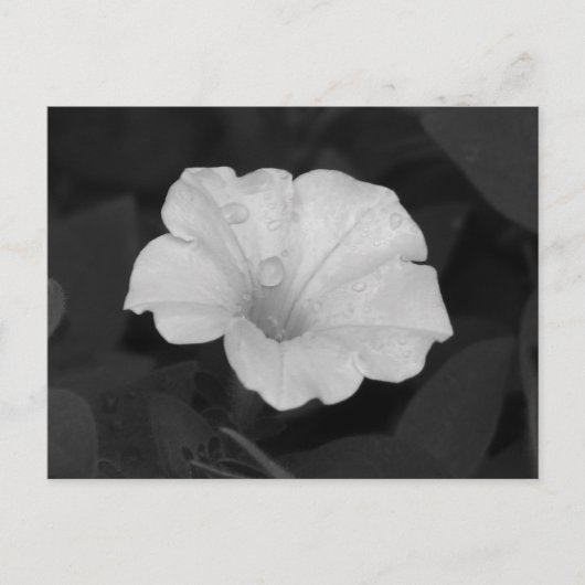 Carte Postale Petunia blanc (Devant)