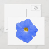 Carte postale Petunia bleu et jaune (Devant / Derrière)