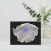 Carte postale Petunia Blue Glow (Debout devant)