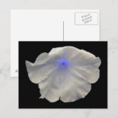 Carte postale Petunia Blue Glow (Devant / Derrière)