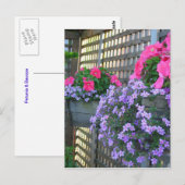 Carte postale Petunia et Bacopa (Devant / Derrière)